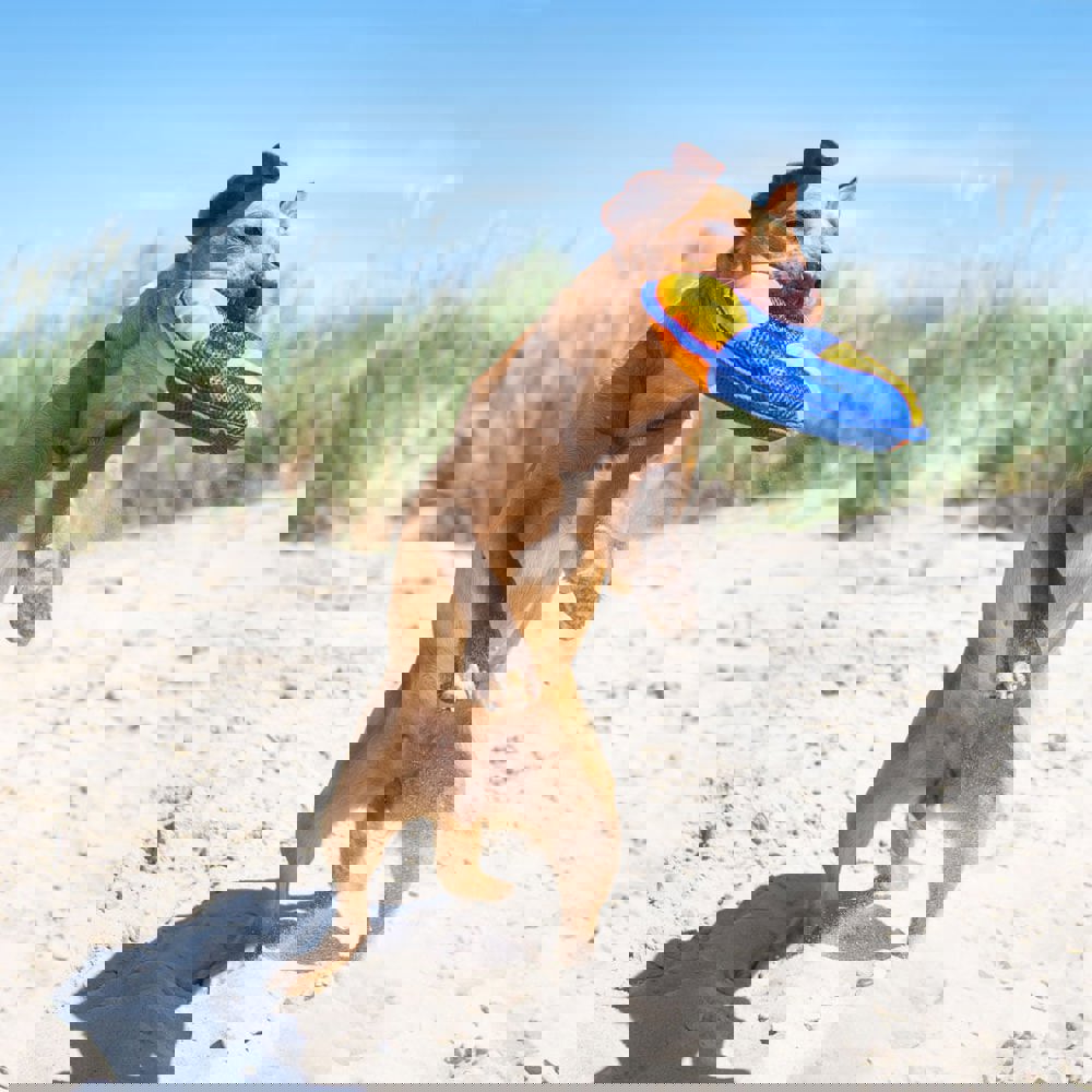 Hundespielzeug Flying Disc, orange/blau, M